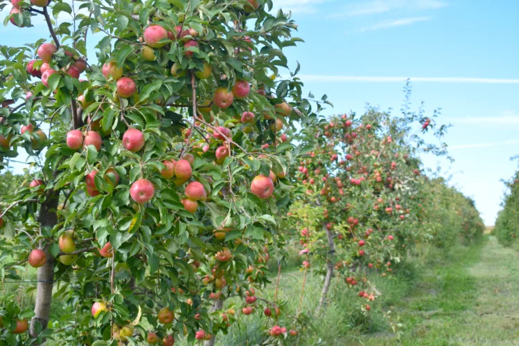 Area apple orchards hail as appeals of autumn